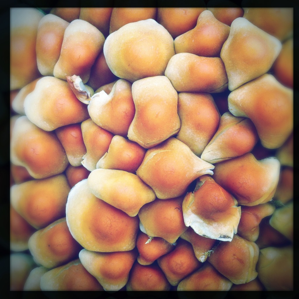 Pilze von oben