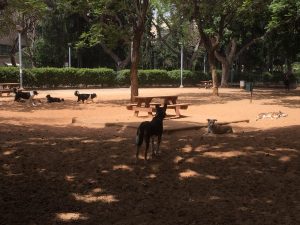 Foto: Hundespielplatz in Tel Aviv